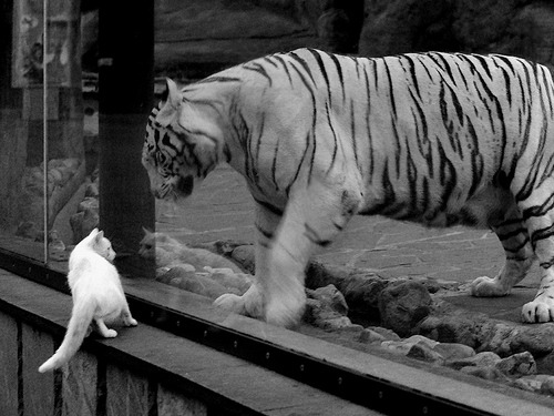 开云体育网页入口-“法甲星光闪耀，球迷期待更多精彩”，法甲星星